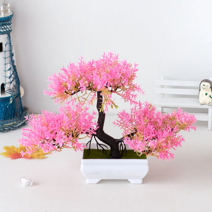 Bonsai Plants